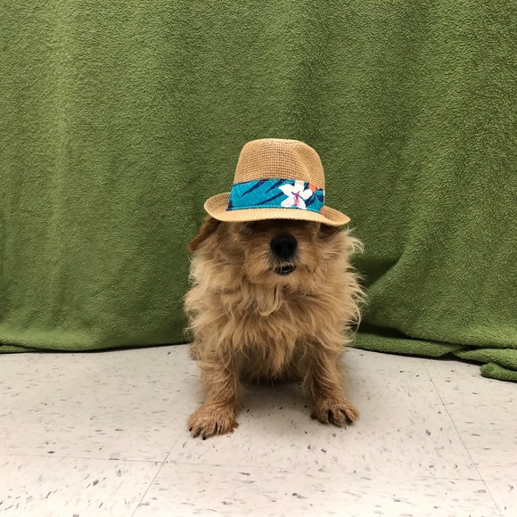 hollyterrier